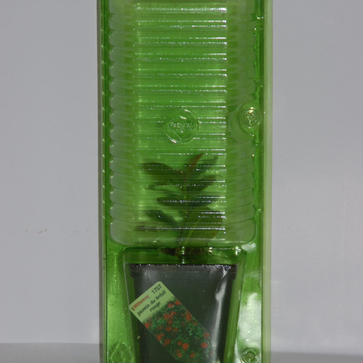 Pack 2 jasmins du Brésil rose Dipladenia - Dipladenia - Willemse