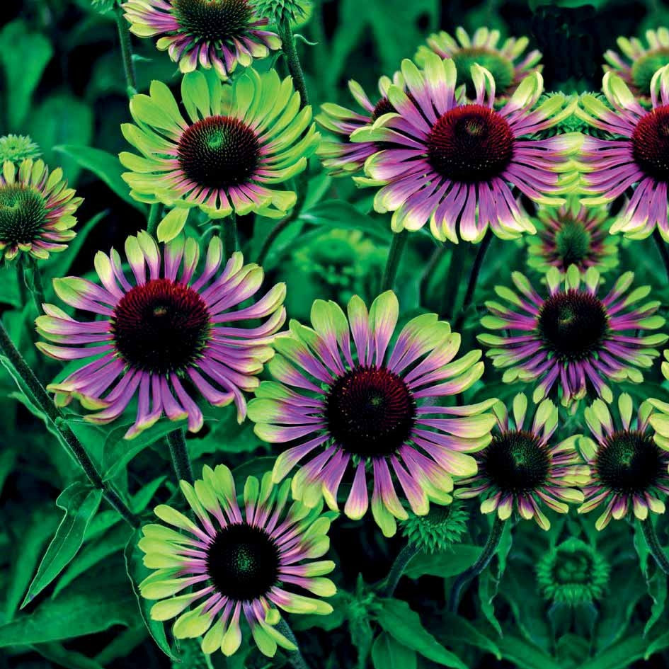 Collection de 10 plantes vivaces contemporaines et méllifères - Echinacea greentwister , eryngium planum, baptisia, trachelium caeru - Willemse