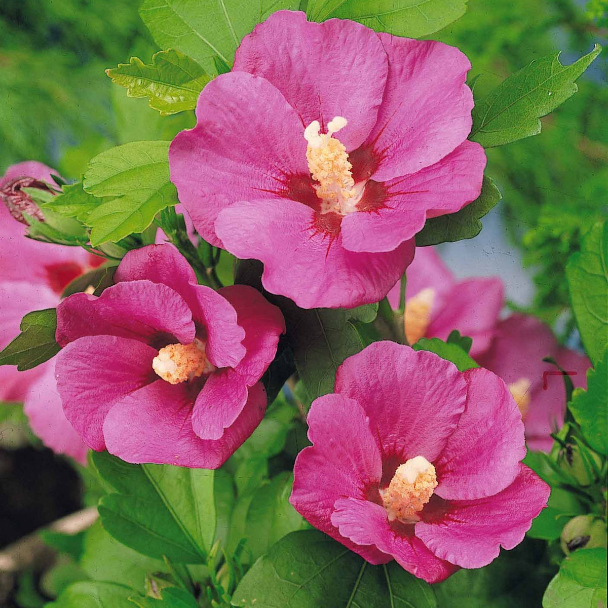 Hibiscus de jardin sur tige - Hibiscus syriacus - Willemse