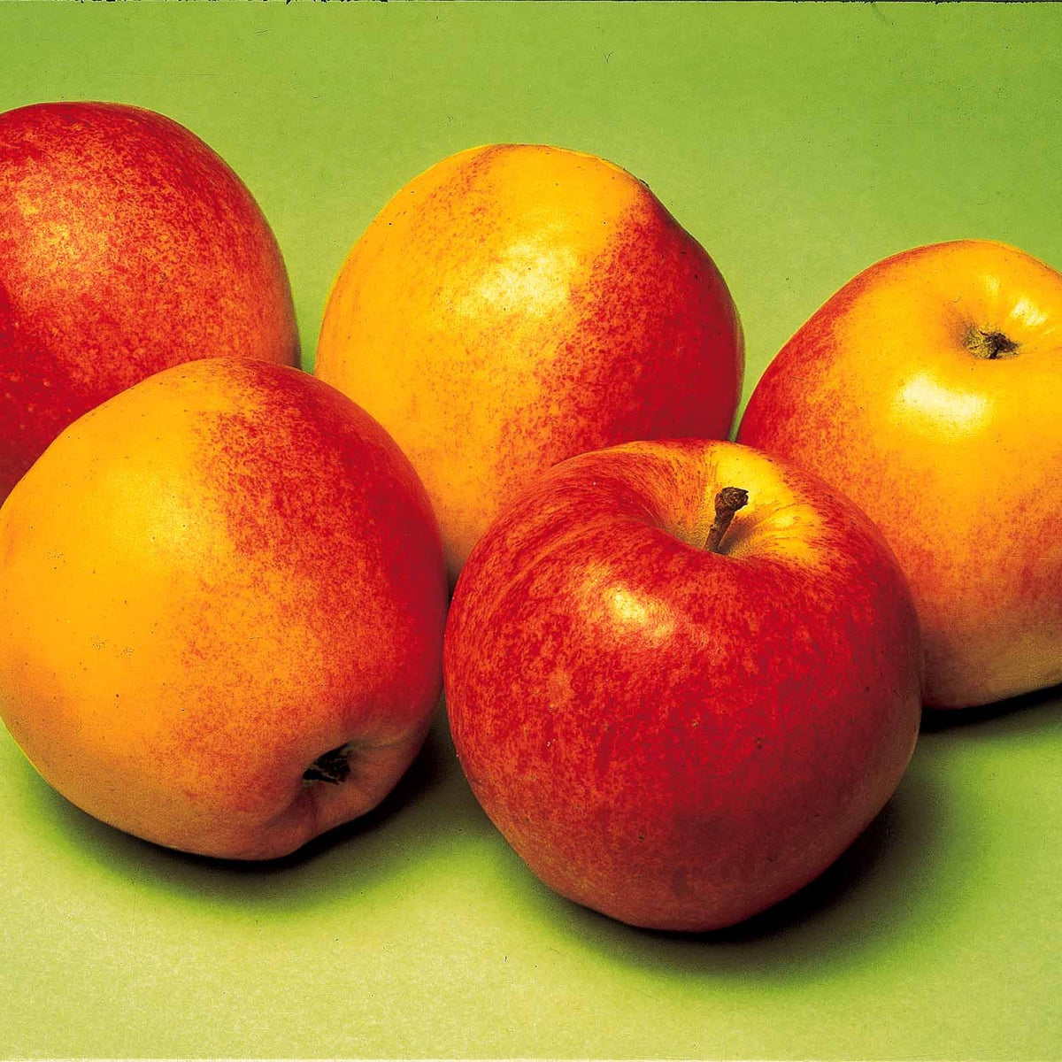 Mini-pommier Gala - Malus domestica Gala - Willemse