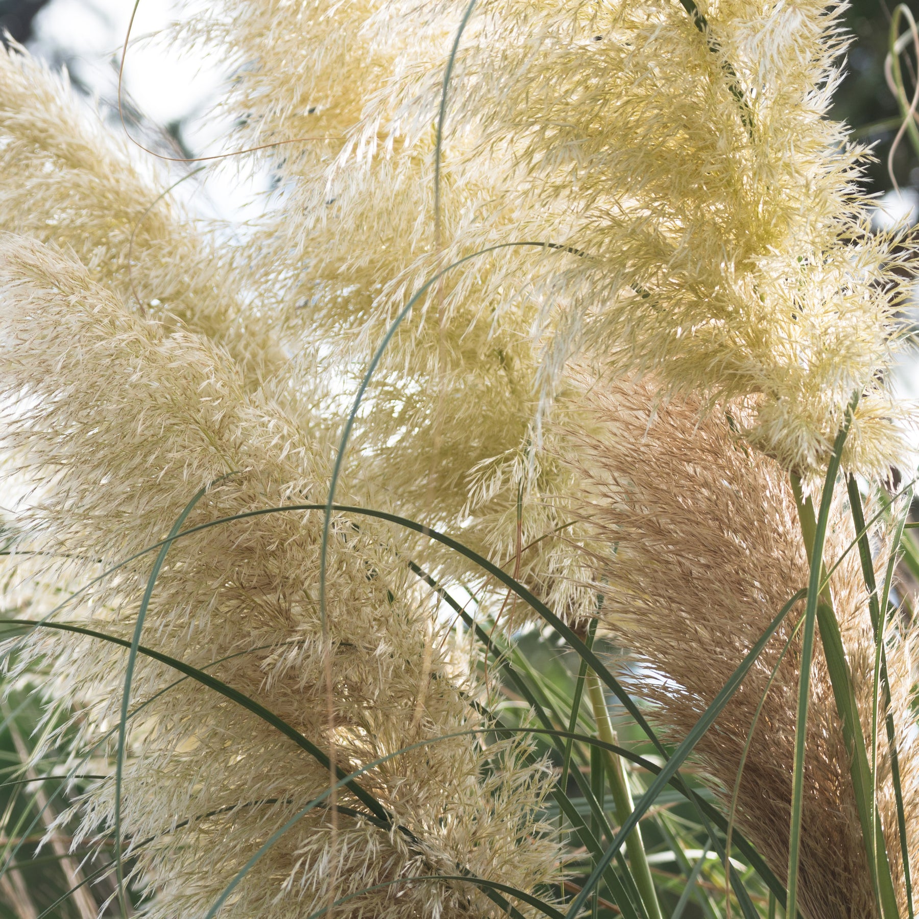 Herbe de la pampa blanche