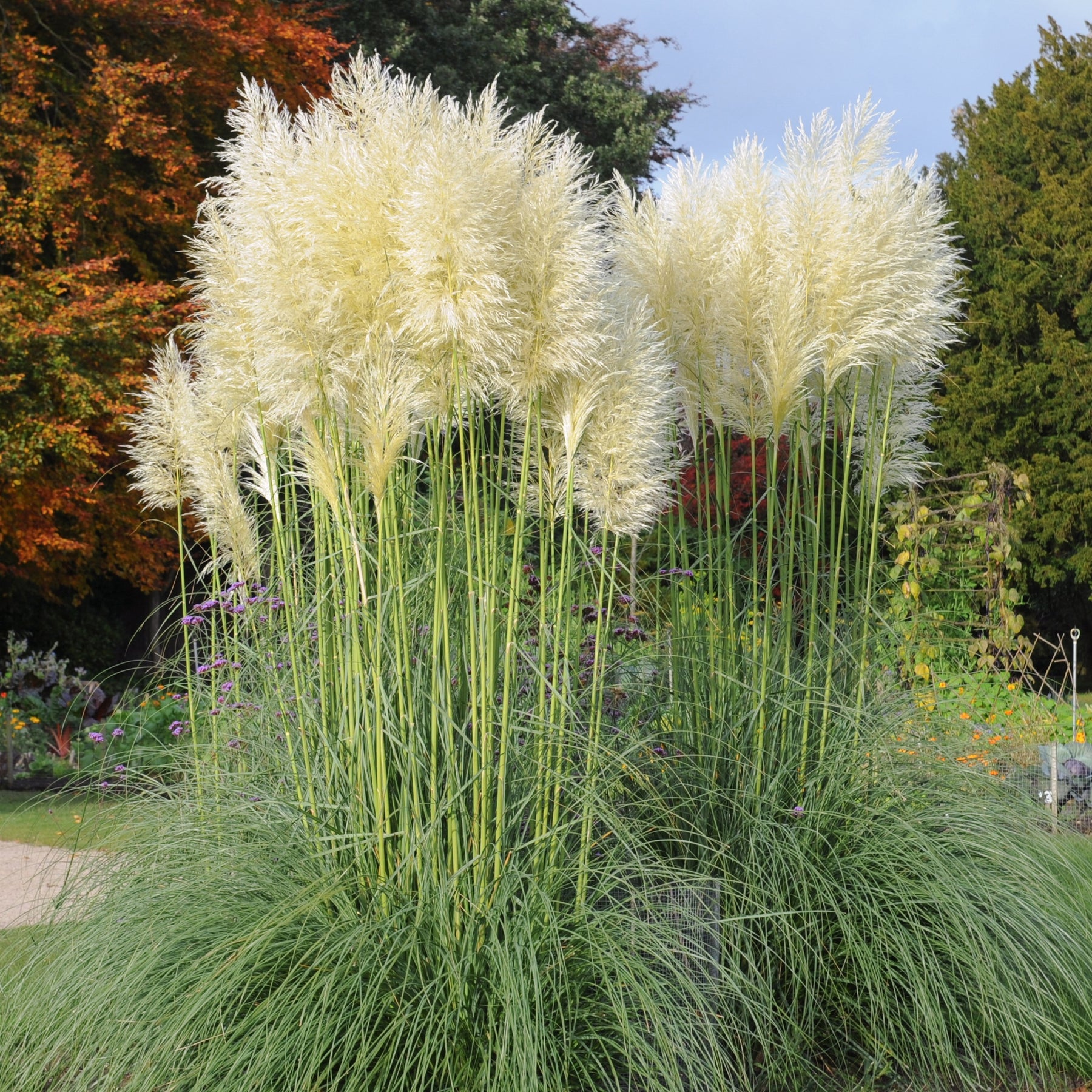 Herbe de la pampa blanche