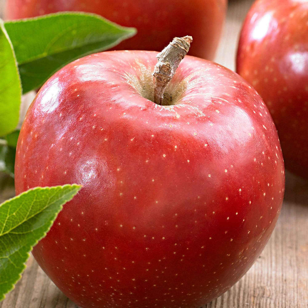 Pommier Jonagold - Malus domestica jonagold - Willemse