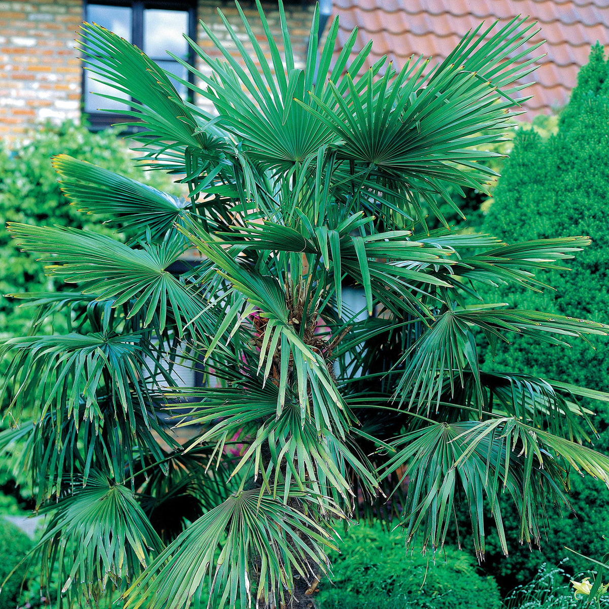 Palmier de jardin - Chamaerops humilis - Plantes