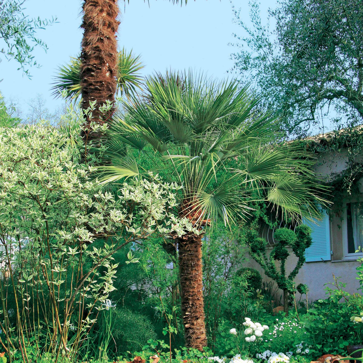 Palmier de jardin - Chamaerops humilis - Arbres