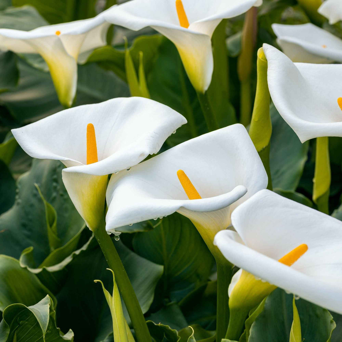 Arum blanc - Calla - Zantedeschia aethiopica - Willemse