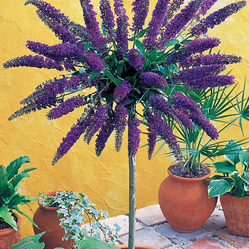 Arbre aux papillons Empire Blue sur tige - Buddleja davidii Empire Blue - Plantes