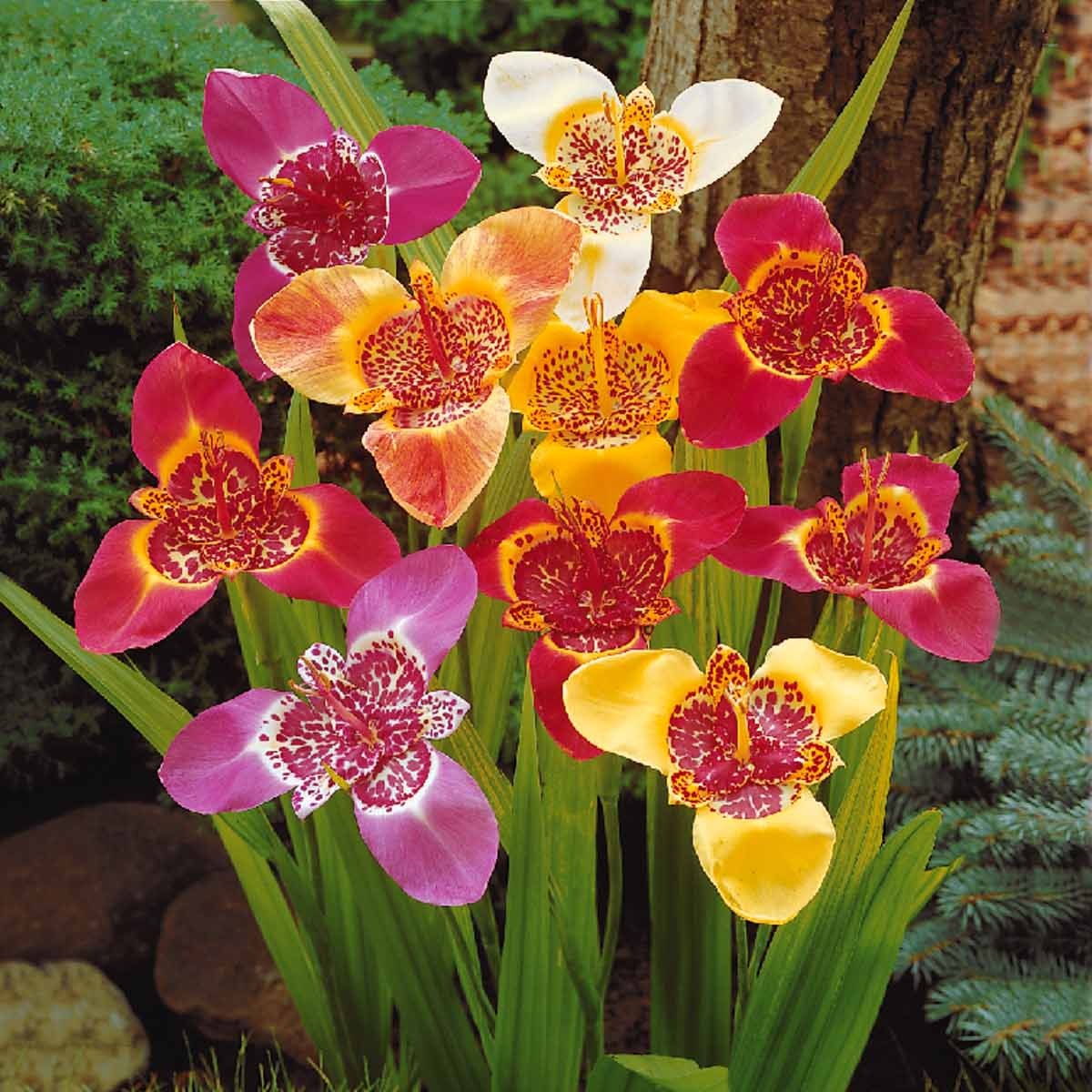 Oeils de paon en mélange - Tigridia pavonia - Willemse