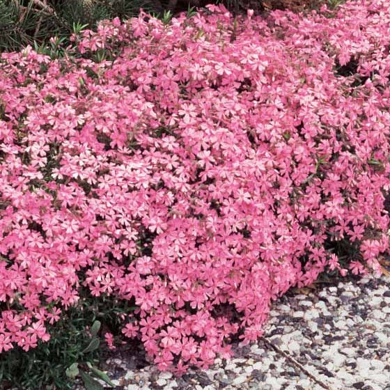 3 Phlox mousse rose pâle - Phlox subulata