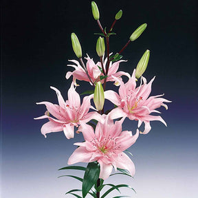 3 Lis asiatique à fleurs doubles Elodie - Lilium elodie - Lis - Lys