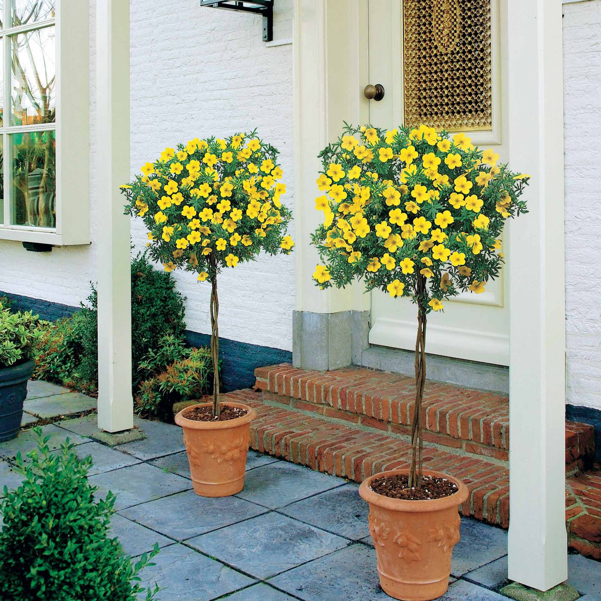 Potentille sur tige - Potentilla fruticosa - Willemse