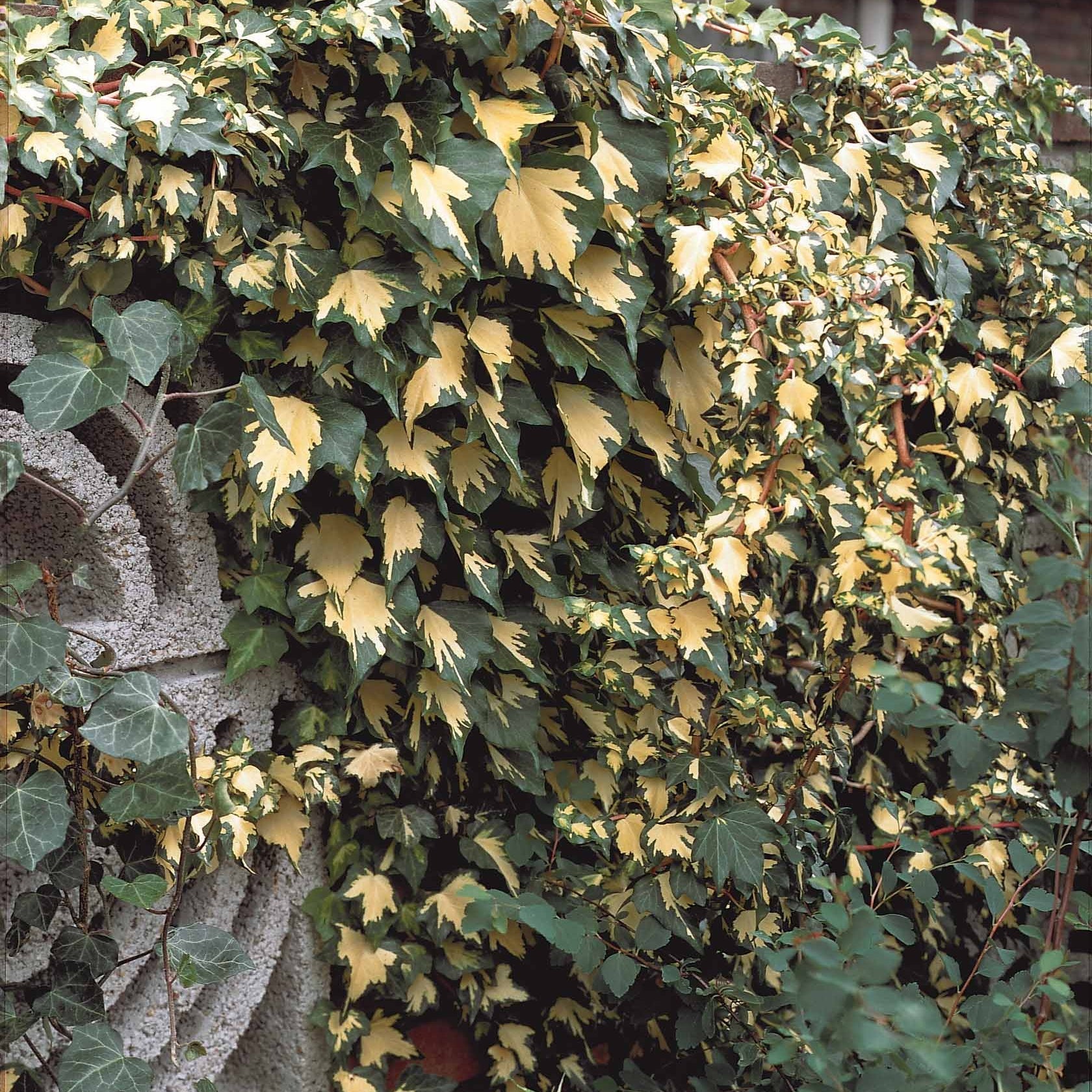 Lierre commun Goldheart - Hedera helix goldheart - Plantes grimpantes