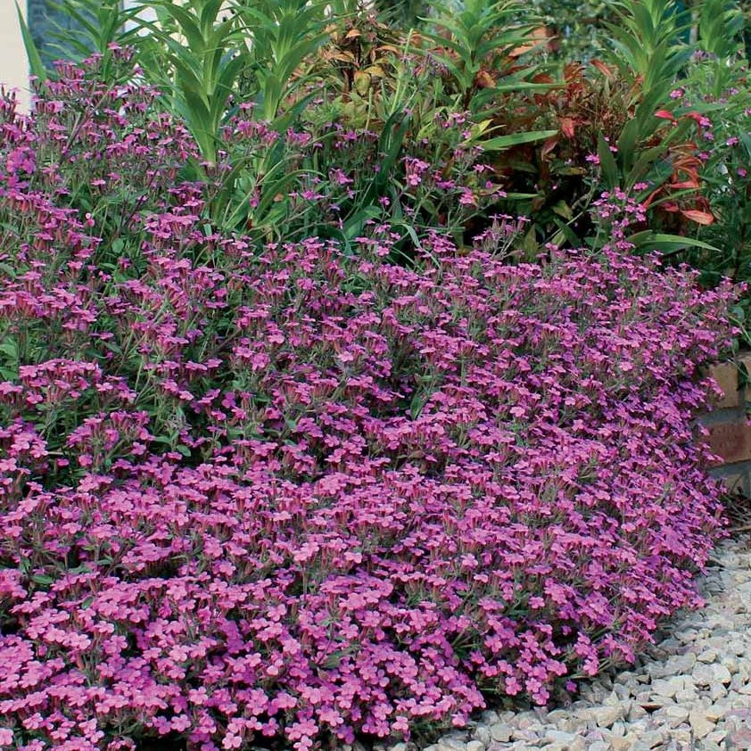 5 Saponaires ocymoides - Saponaria ocymoïdes - Willemse