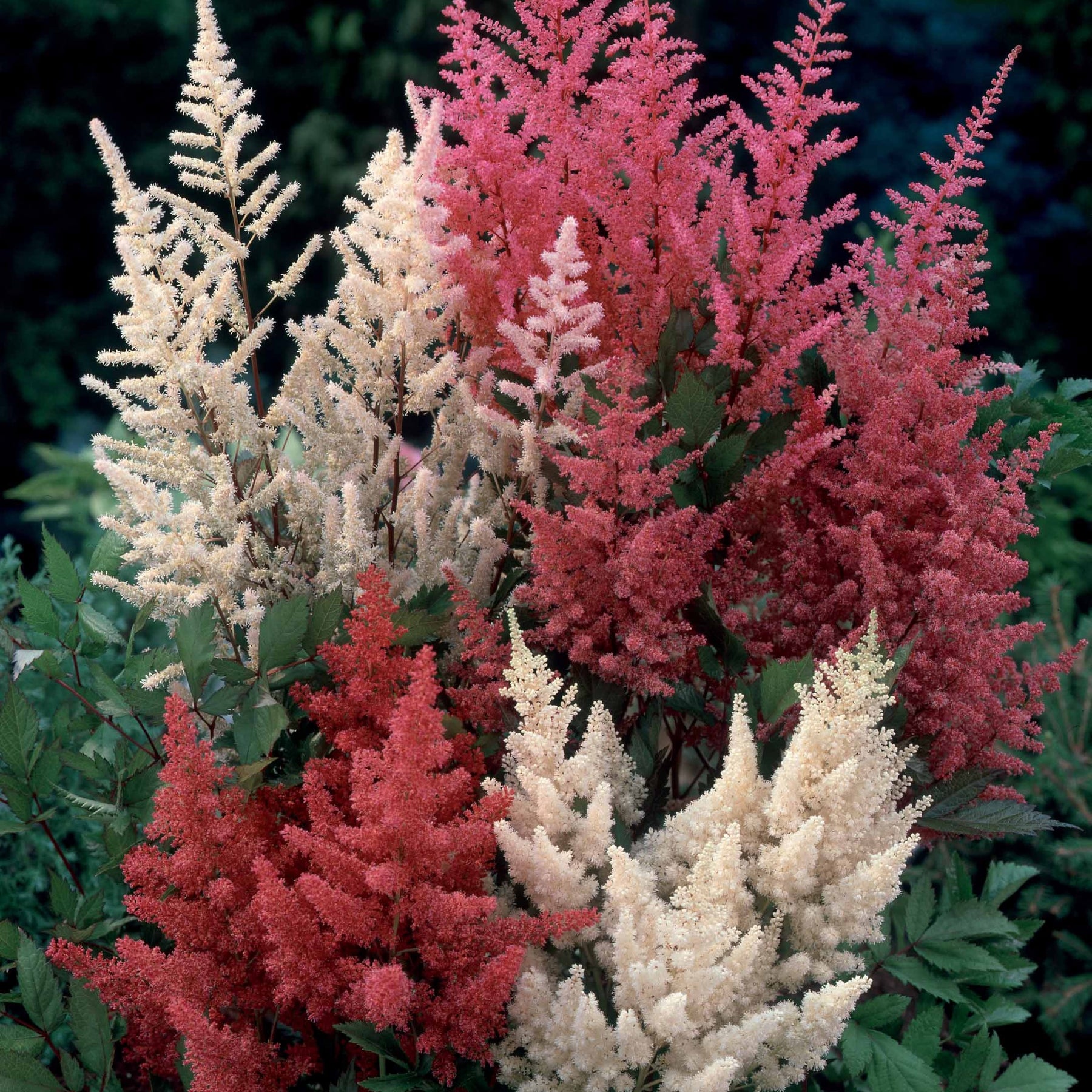 4 Astilbes en mélange - Astilbe