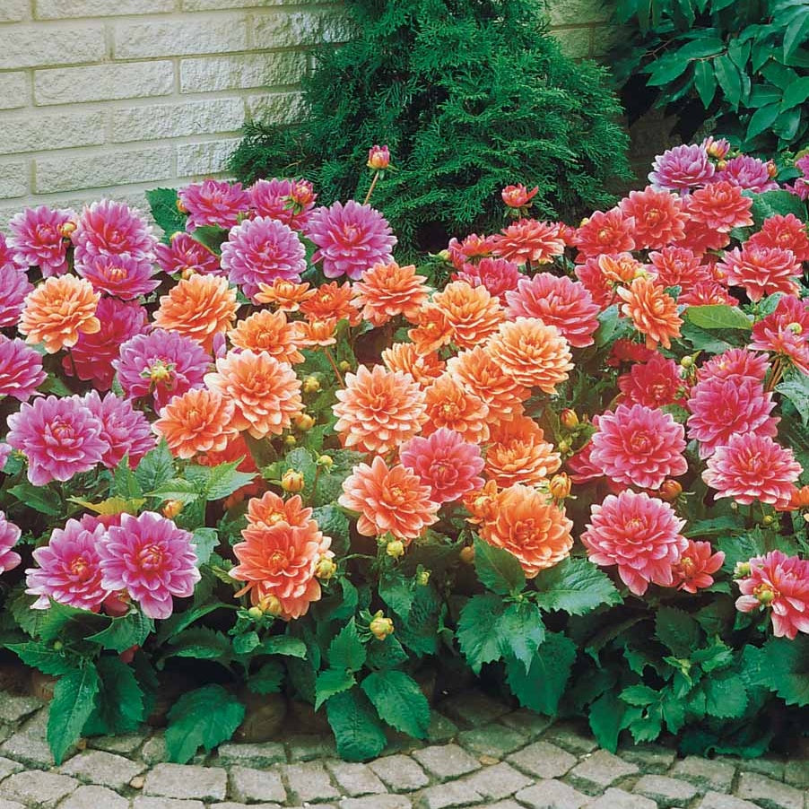 Dahlias nains en mélange - Dahlia berliner kleene, bluesette, margareth kleen - Willemse