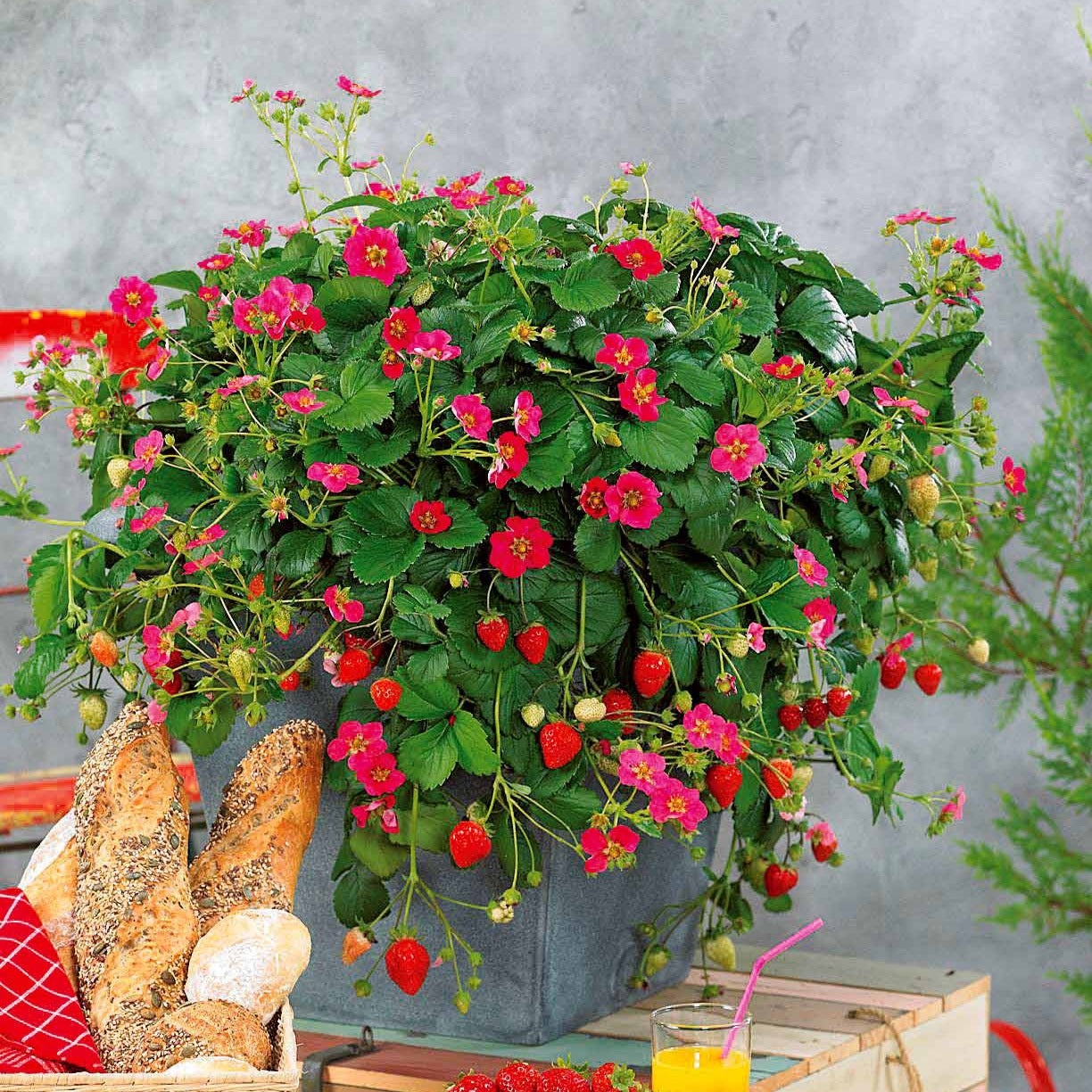 3 Fraisiers remontants à fleurs roses Toscana en pot
