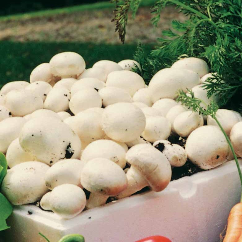 Kit champignon Blanc de Paris - Agaricus bisporus albidus - Kits champignons