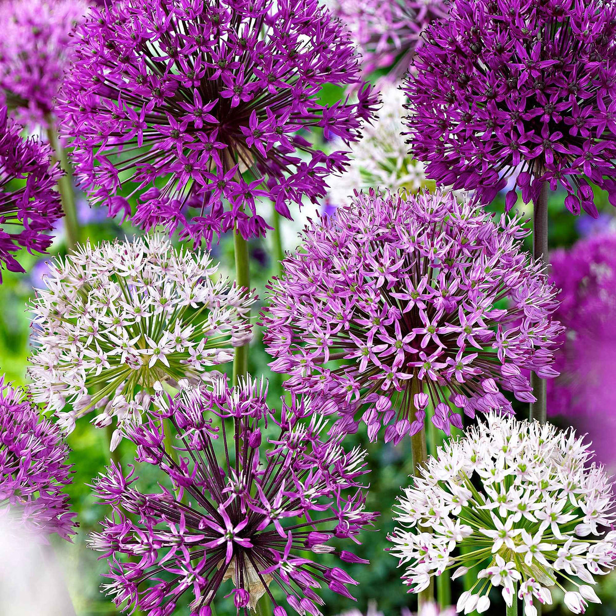 10 Alliums d'ornements en mélange - Allium - Willemse