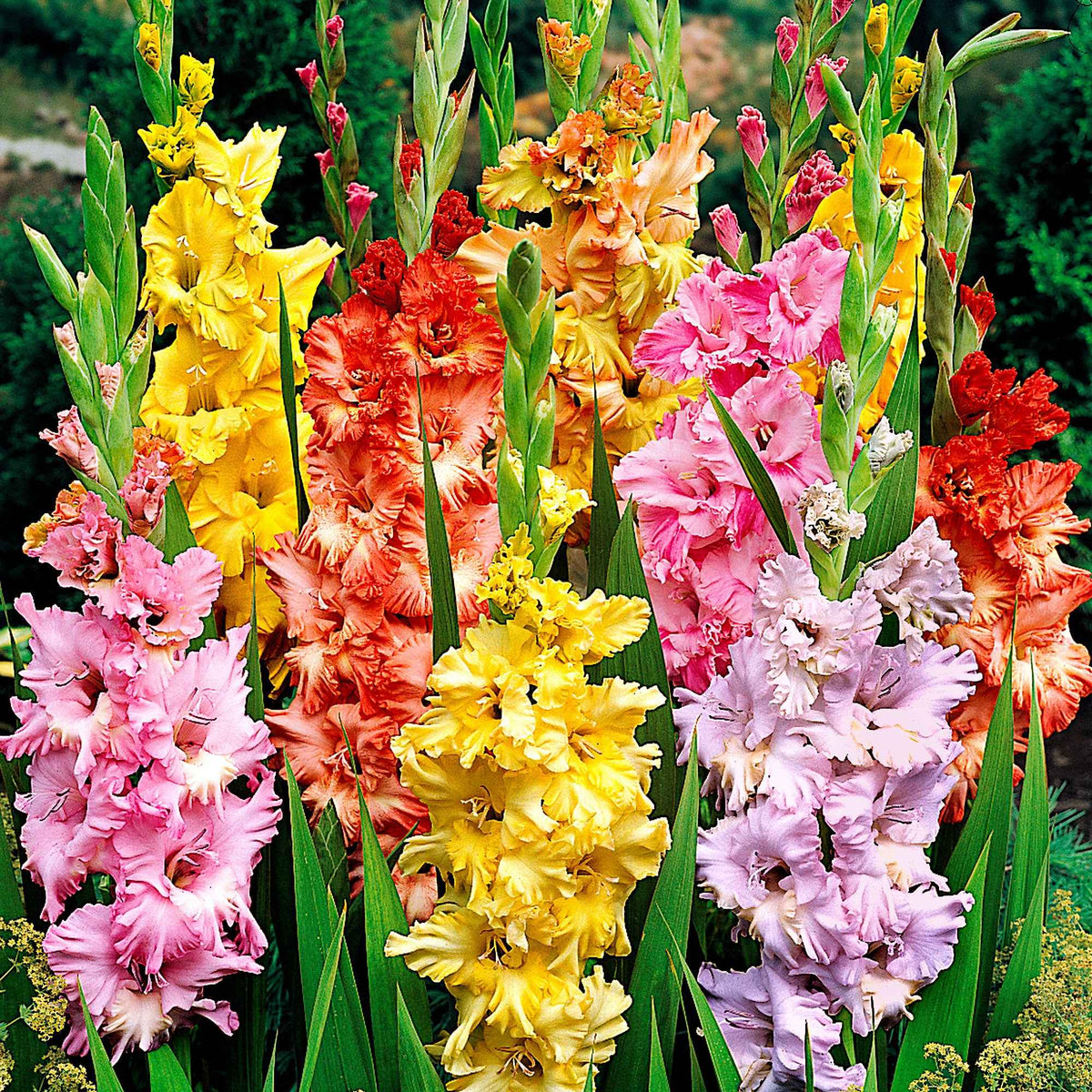 25 Glaïeuls frisés en mélange - Gladiolus - Willemse