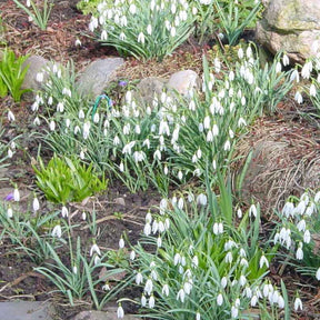25 Perce-neige simples - Galanthus nivalis - Bulbes à fleurs