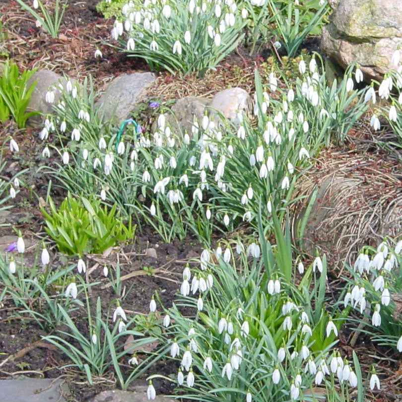 25 Perce-neige simples - Galanthus nivalis - Willemse