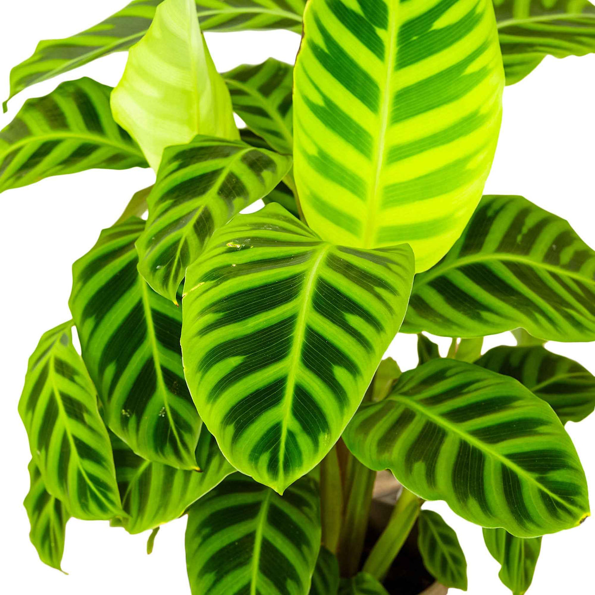 Calathéa zebrina - Calathea zebrina - Willemse