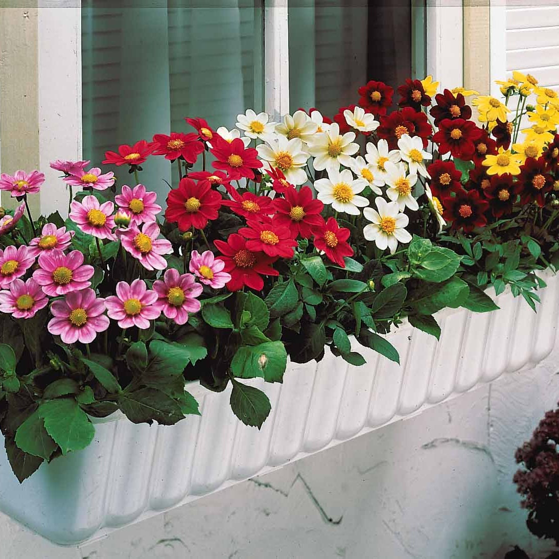 5 Dahlia miniature Topmix en mélange - Dahlias topmix - Willemse