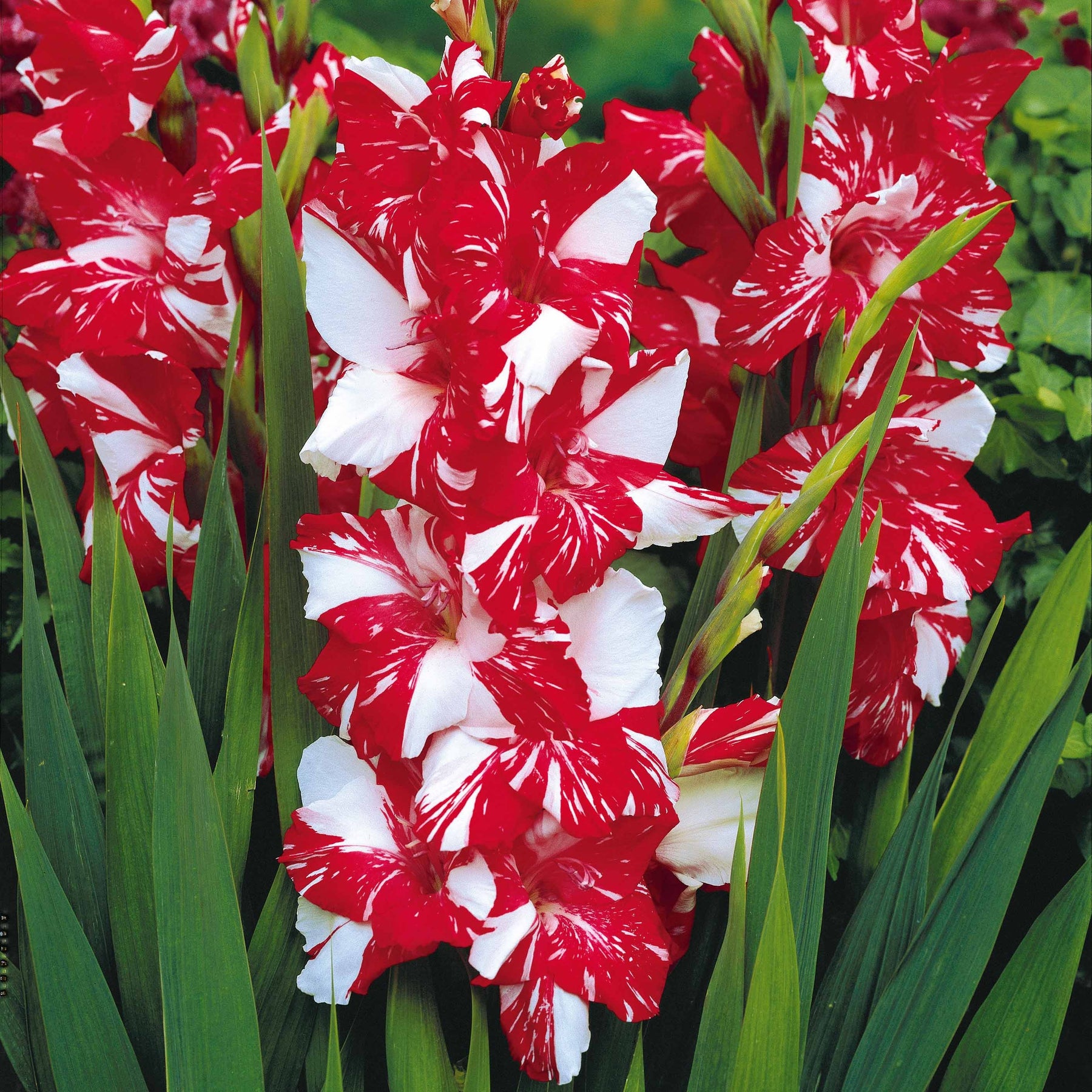 Collection de 50 Glaïeuls - Gladiolus 'zizanie', 'stéréo', 'belle de nuit', 'p