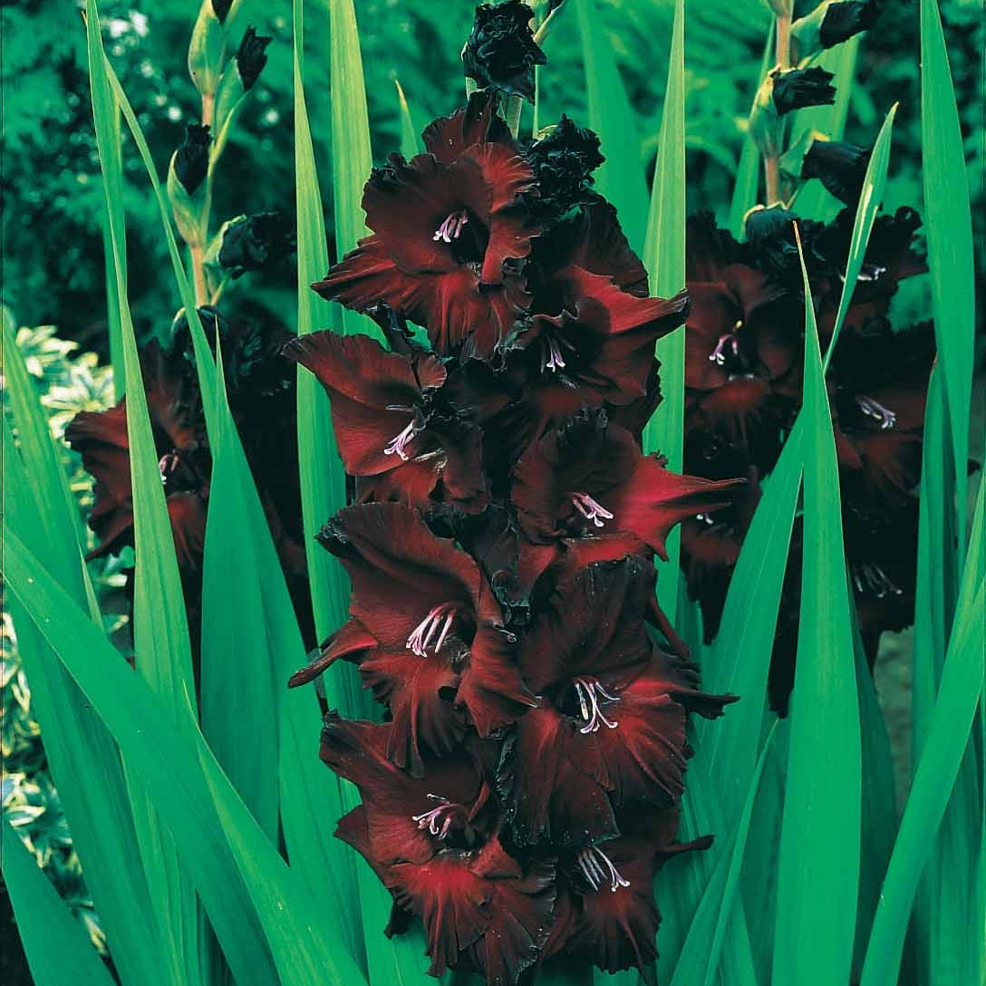 Collection de 50 Glaïeuls - Gladiolus 'zizanie', 'stéréo', 'belle de nuit', 'p