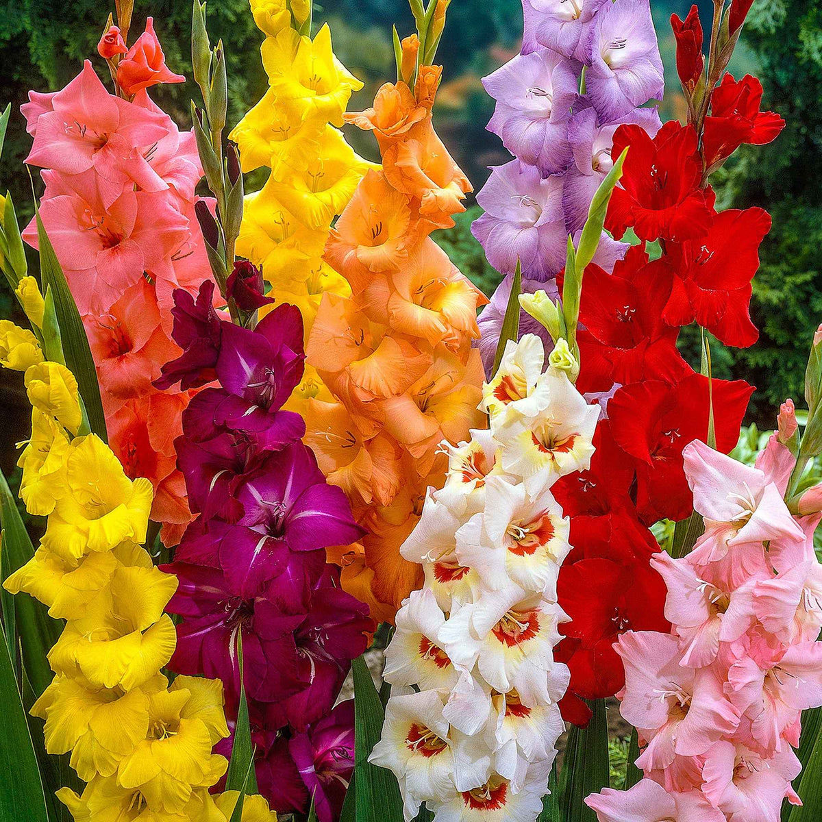 50 Glaïeuls à grandes fleurs en mélange - Gladiolus - Willemse