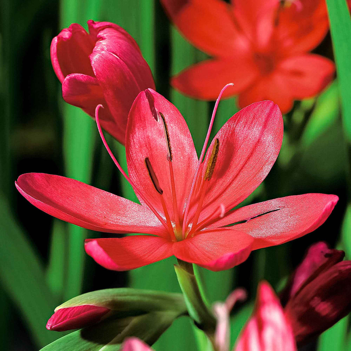 Lys des cafres Major - Schizostylis coccinea major - Willemse