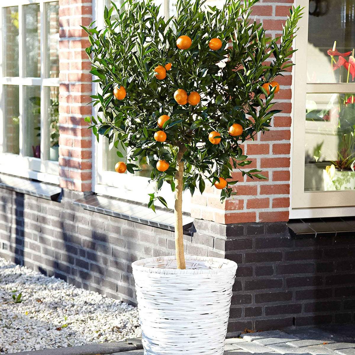 Mandarinier - Citrus reticulata - Plantes