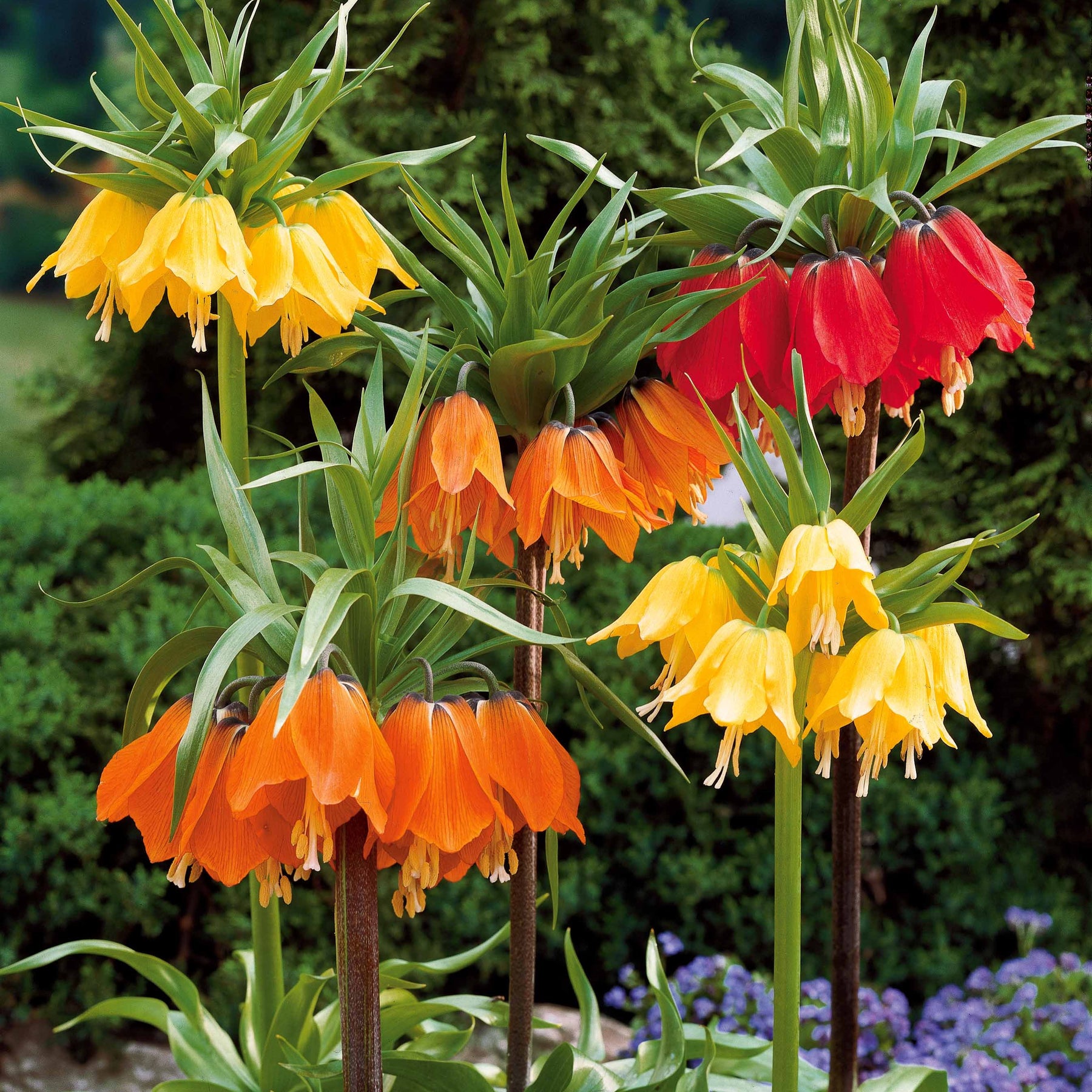 Couronne impériale orange - Fritillaria imperialis