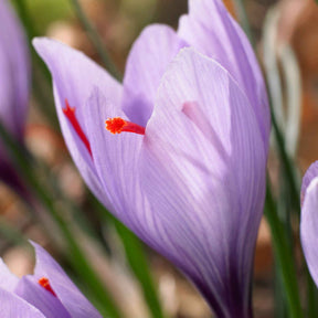 10 Crocus safran - Crocus sativus - Plantes