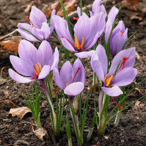 10 Crocus safran - Crocus sativus - Bulbes à fleurs