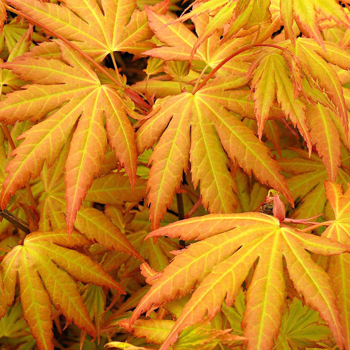 Erable du Japon Rêve orange - Acer palmatum orange dream - Willemse