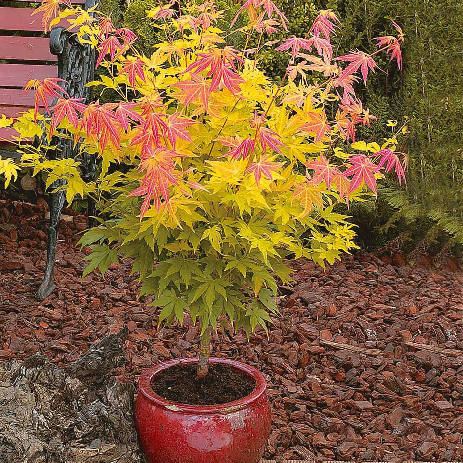 Erable du Japon Rêve orange - Acer palmatum orange dream - Arbustes