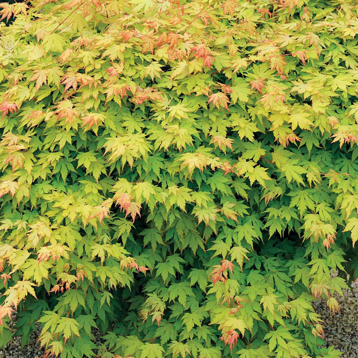 Erable du Japon Rêve orange - Acer palmatum orange dream - Erable du Japon