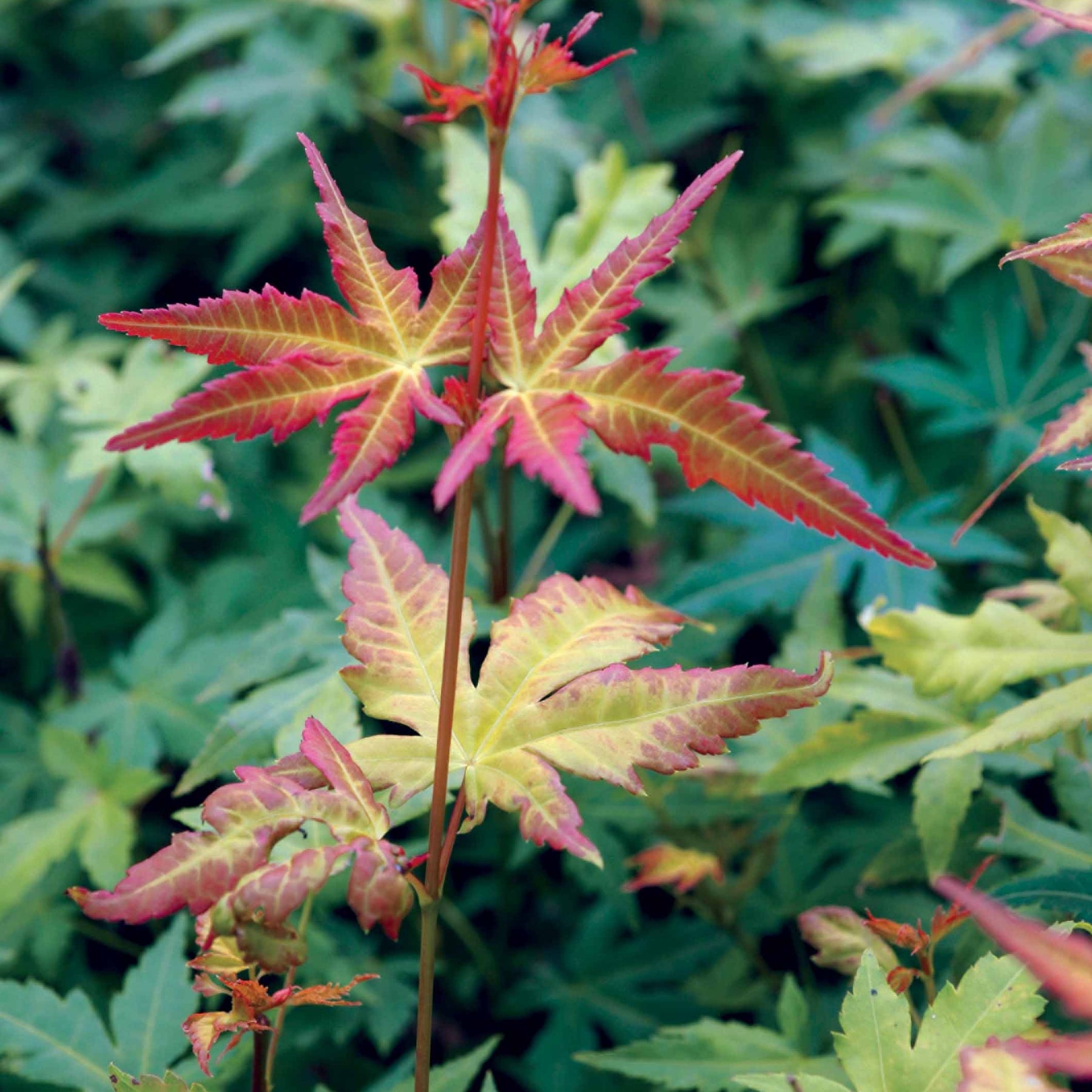 Erable du Japon Rêve orange - Acer palmatum orange dream