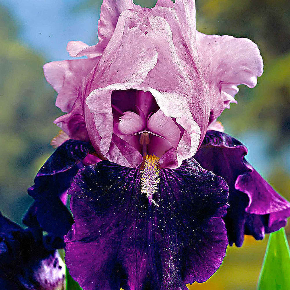 5 Iris des jardins Magic Melange en mélange - Iris germanica - Fleurs vivaces