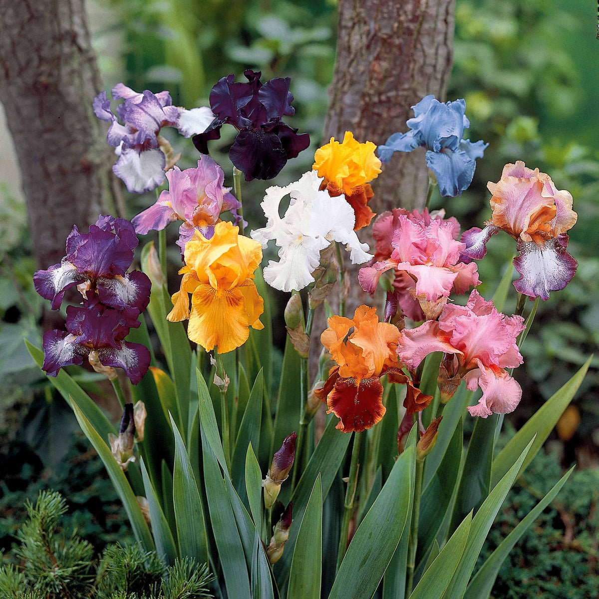 5 Iris de jardin en mélange - Iris germanica