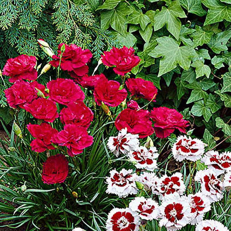 Œillet mignardise David - Dianthus plumarius David - Willemse