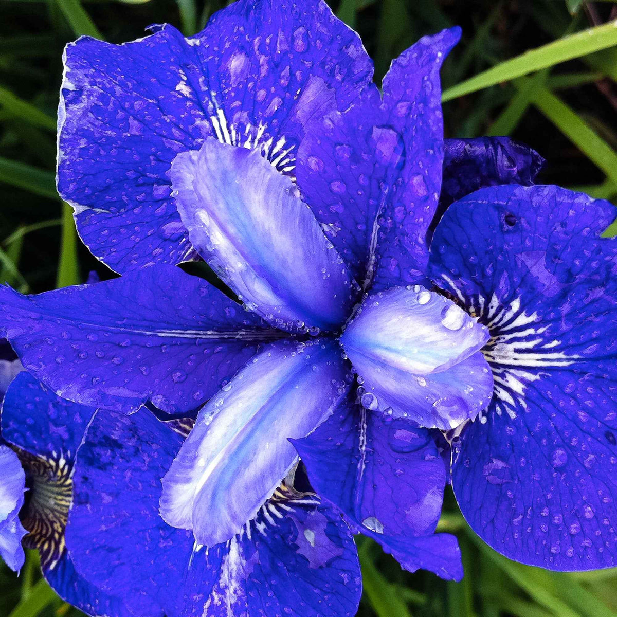 3 Iris de Sibérie Oiseau Bleu - Iris sibirica blue bird - Willemse