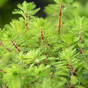 Myriophyllum Red Stem - Myriophyllum brasiliense 'Red Stem' - Plantes aquatiques