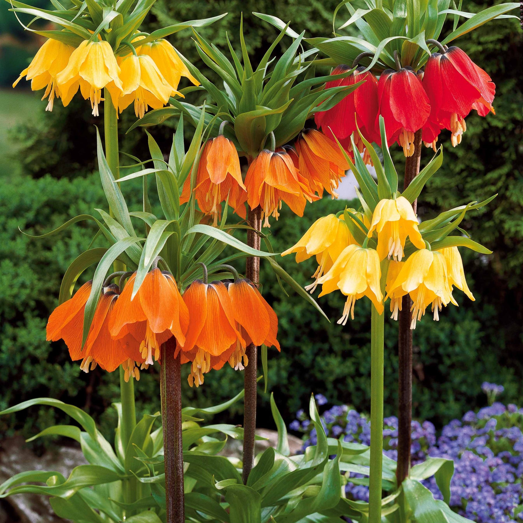 Couronne impériale jaune - Fritillaria imperialis