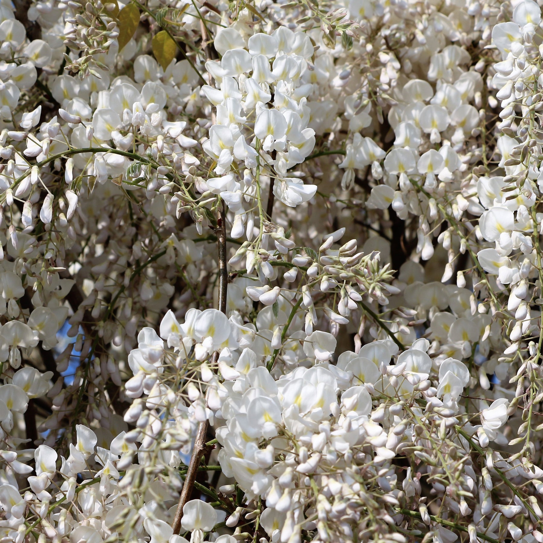 Glycine blanche - Wisteria sinensis alba