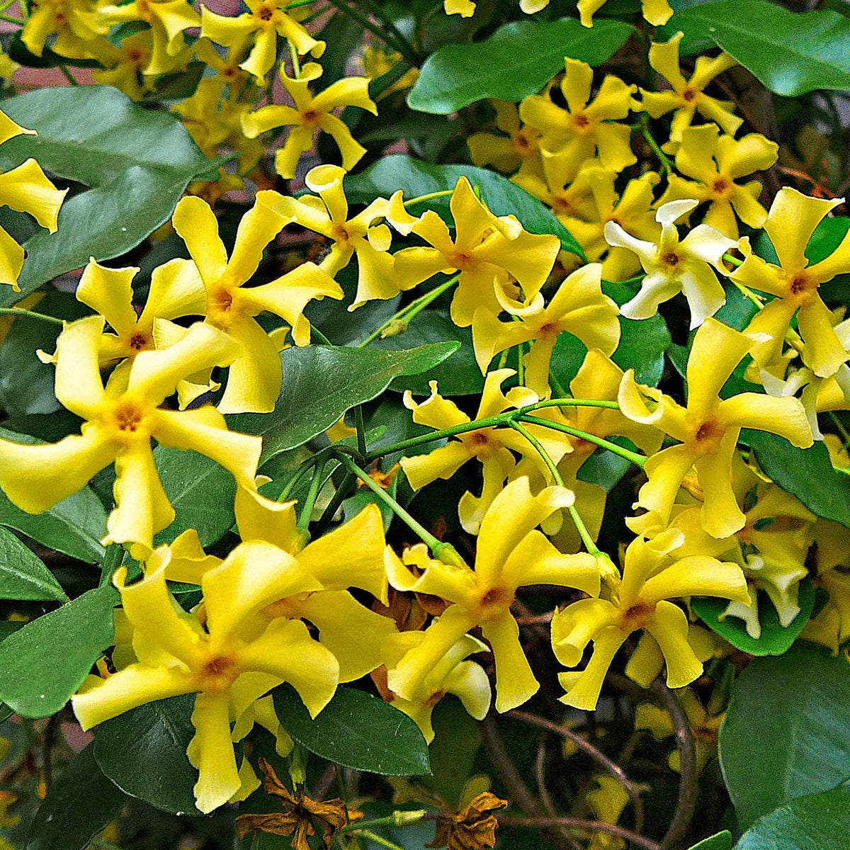 Jasmin étoilé Star of Toscane - Trachelospermum Star of Toscany - Willemse