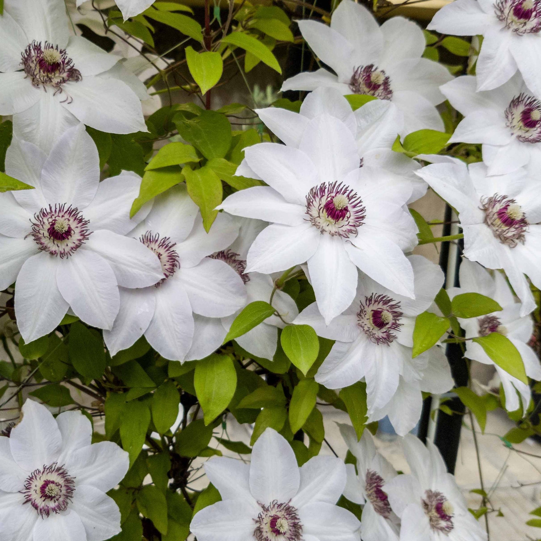 Clématite Miss Bateman - Clematis miss bateman - Clématites