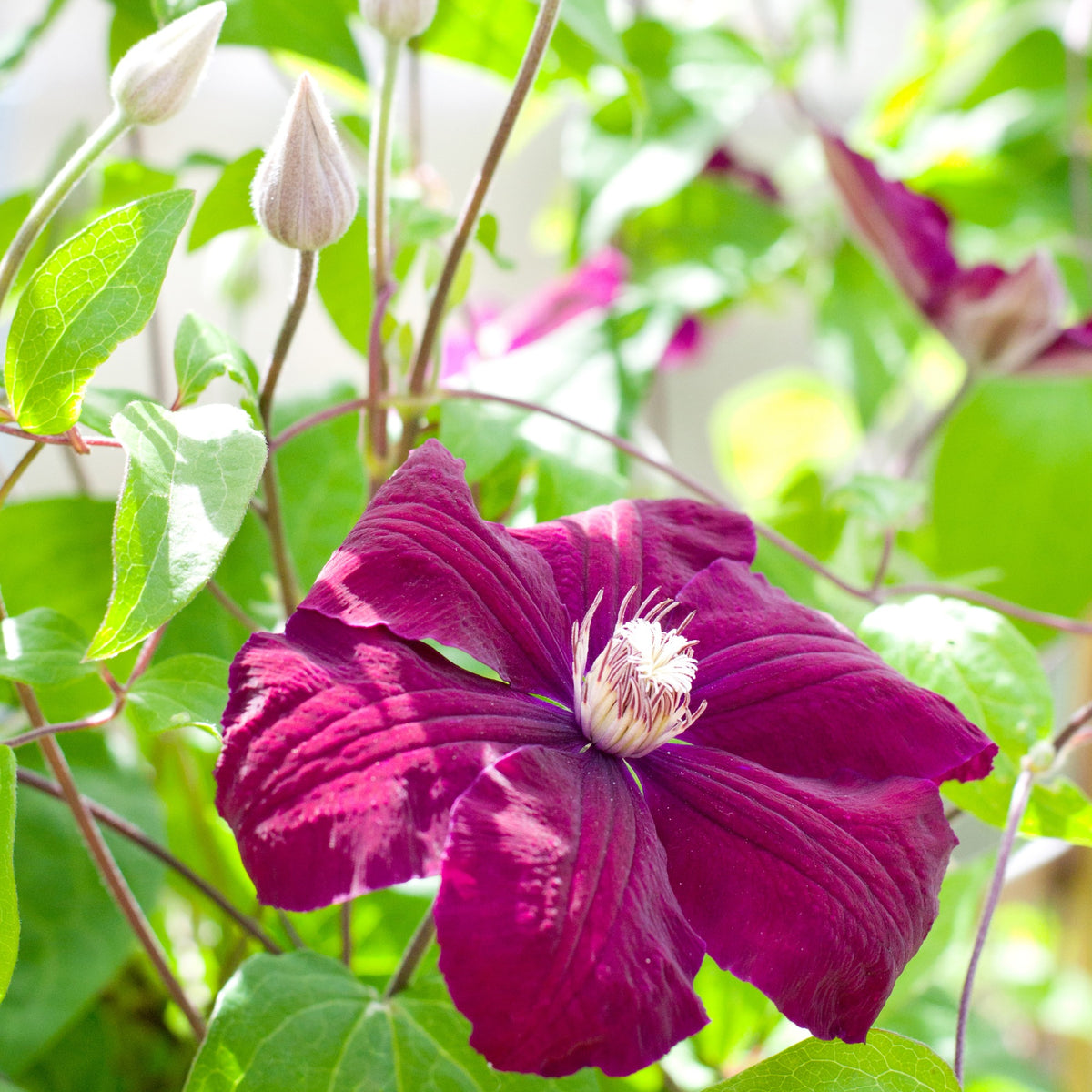 Clématite Rouge Cardinal - Clématis rouge cardinal - Willemse