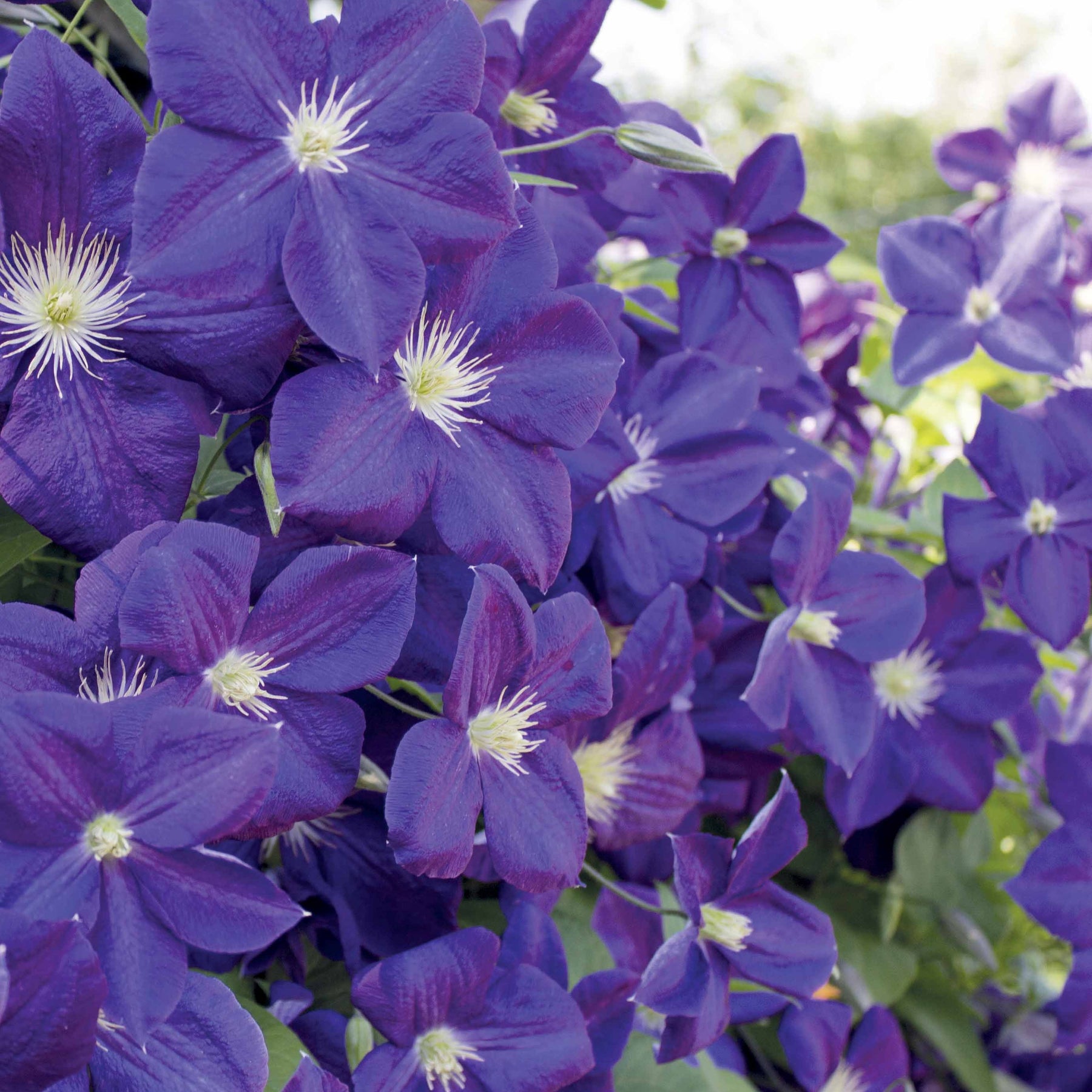 Clématite Jackmanii - Clematis Jackmanii